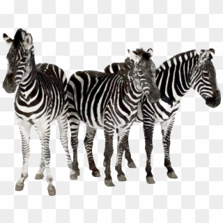 Zebra Clipart Herd Zebras - Same, HD Png Download