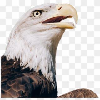 Bald Eagle Clipart Transparent Background - Bald Eagle Transparent, HD Png Download