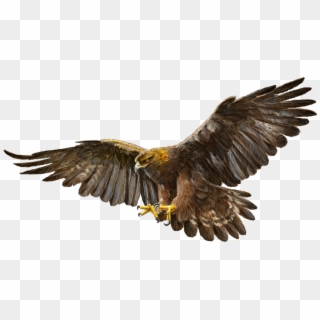 Bald Eagle, Bird, Golden Eagle, Eagle, Wildlife Png - Golden Eagle White Background, Transparent Png