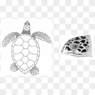 Sea Turtle Clipart Marine Turtle - Hawksbill Turtle Black And White, HD Png Download