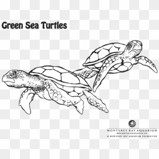 Green Sea Turtle Coloring Page Lovely Giant Green Sea - Green Sea Turtle Coloring Pages, HD Png Download