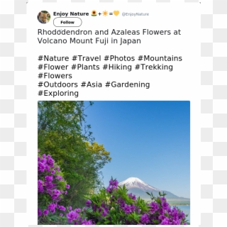 Rhododendron And Azaleas Flowers At Volcano Mount Fuji - Bougainvillea, HD Png Download