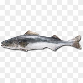 Cod Fish Png 529695, Transparent Png