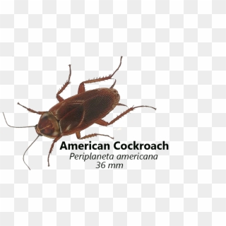 American Cockroaches Live In Warm, Dark, Wet Places, - Weevil, HD Png Download