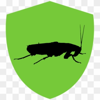 Cockroaches - Illustration, HD Png Download