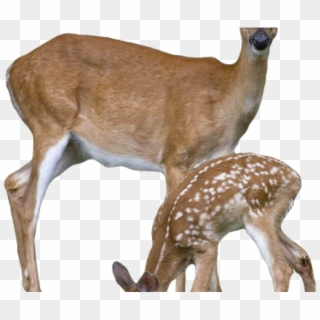 Deer With Transparent Background, HD Png Download