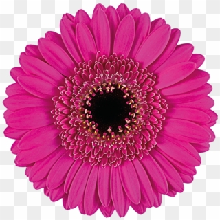 Florist Holland - Hot Pink Gerbera, HD Png Download