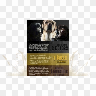 100% Dilute Free - Labrador Retriever, HD Png Download