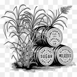 Sugarcane Stalks - Illustration, HD Png Download