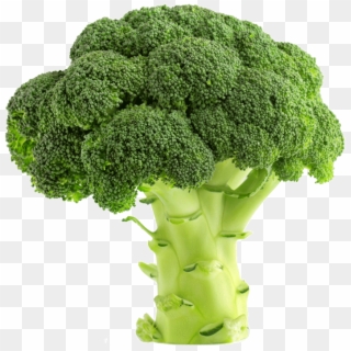 Broccoli Is Scientifically Known As Brassica Oleracea, - Plants Grow In Loam Soil, HD Png Download