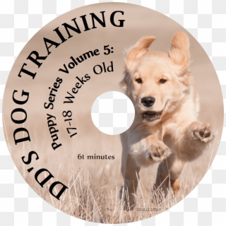 Lesson - Companion Dog, HD Png Download