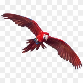 Macaw Free Png Image - Greenwing Macaw Transparent Background, Png Download
