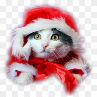 Cute Christmas Cats - Merry Christmas Wishes With Cats, HD Png Download