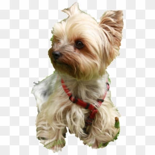 Small Dog Clothes For Tiny Dogs - Redes Sociais De Animais, HD Png Download