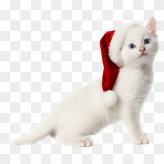 #christmas #cat #kitty#freetoedit - Merry Christmas Cats Hd, HD Png Download