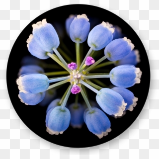 Grape Hyacinth, HD Png Download