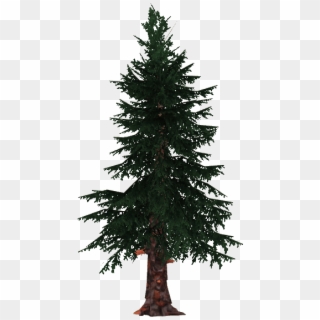Spruce Png - White Spruce Png, Transparent Png