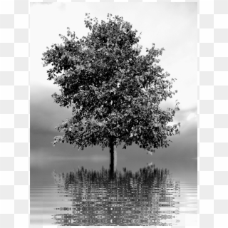 Tree Lonely Loneliness Nature Landscape Lake - Lonely Tree Png, Transparent Png