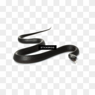 Black Snake Png - Eastern Indigo Snake, Transparent Png