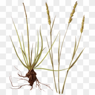 Grass, HD Png Download