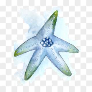Del Mar - Starfish, HD Png Download