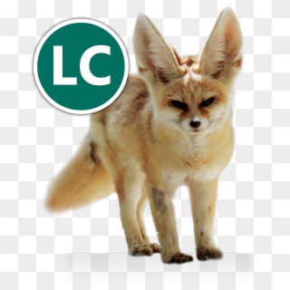 Fennec Fox Icon Conservation - Volpe Domestica, HD Png Download