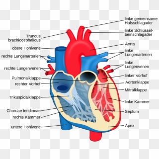 Labelled Diagram Of The Cardiovascular System, HD Png Download