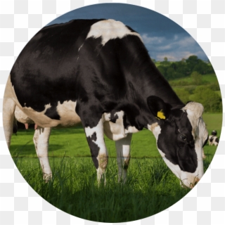 1916 - Dairy Cow, HD Png Download