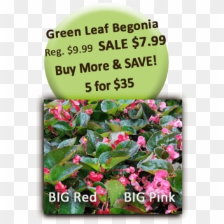 Big Red Pink Green Leaf Begonia - Lage, HD Png Download