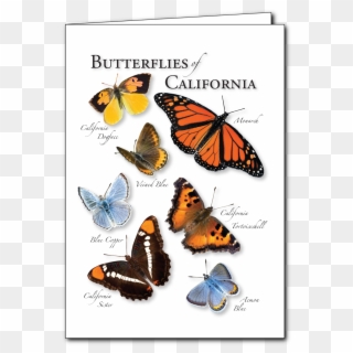 Butterflies Of The California Regional Card - Monarch Butterfly, HD Png Download
