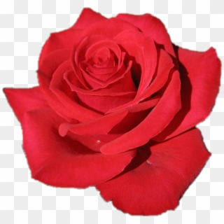 #flor #rosa #roja 🌹🌹🌹 - Rosa Red, HD Png Download