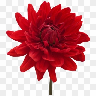 Red Flower Clipart Png Format - Flower Red E Blue Png, Transparent Png