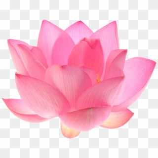 Lotus Flower Png PNG Transparent For Free Download - PngFind