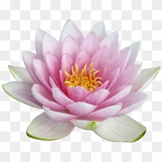 Lotus Flower Png - Transparent Background Lotus Flower Transparent, Png Download