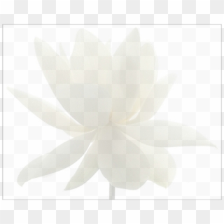 Lotus Flower Fade1 - Echeveria, HD Png Download