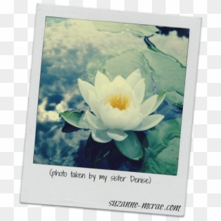 Lotus Flower - Sacred Lotus, HD Png Download