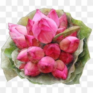 Lotus Flowers Watercolor Png For Free - Japanese Camellia, Transparent Png