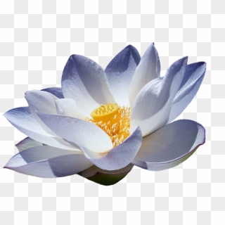 Flor De Lotus Png - Japanese Lotus Flower White, Transparent Png