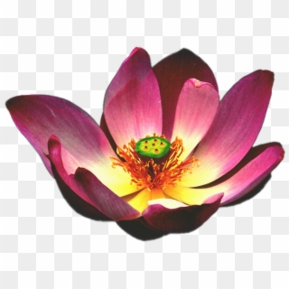 Fleur Lotus Png - Gambar Bunga Teratai Png, Transparent Png