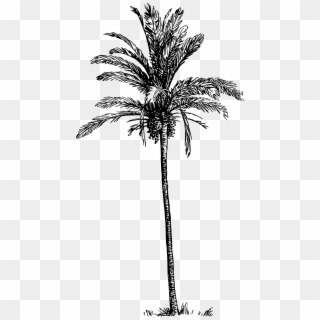 Date Palm Png Black And White Stock - Palm Trees Clipart Black And White, Transparent Png