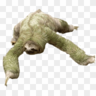 Download Sloth Looking Down Png Images Background - Three Toed Sloths Png, Transparent Png