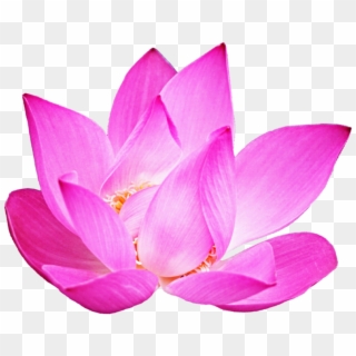 Lotus Clipart Pink Lotus - Sacred Lotus, HD Png Download