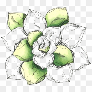 Hand Painted Lotus Png - Flower, Transparent Png