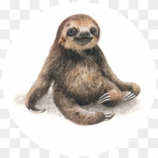 Sloth - Lorraine Loots Sloth, HD Png Download