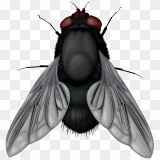 Fly Png Image - Fly Png, Transparent Png