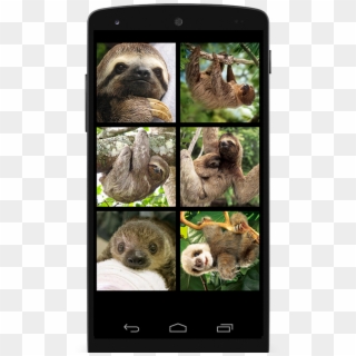 Three Toed Sloth, HD Png Download