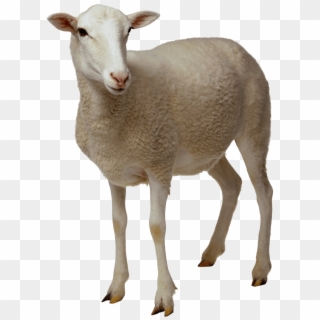 Animals - Sheep - Sheep Png, Transparent Png