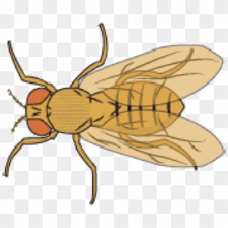 Free Png Download Fruit Fly Png Images Background Png - Fruit Flies Png Hd, Transparent Png