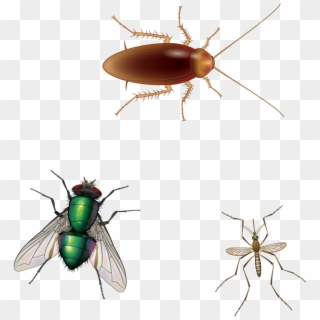 House Fly , Png Download - Cockroaches Flies And Mosquitoes, Transparent Png