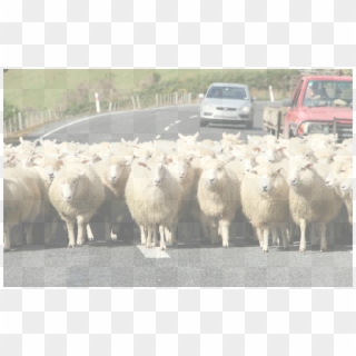 Sheep Png, Transparent Png